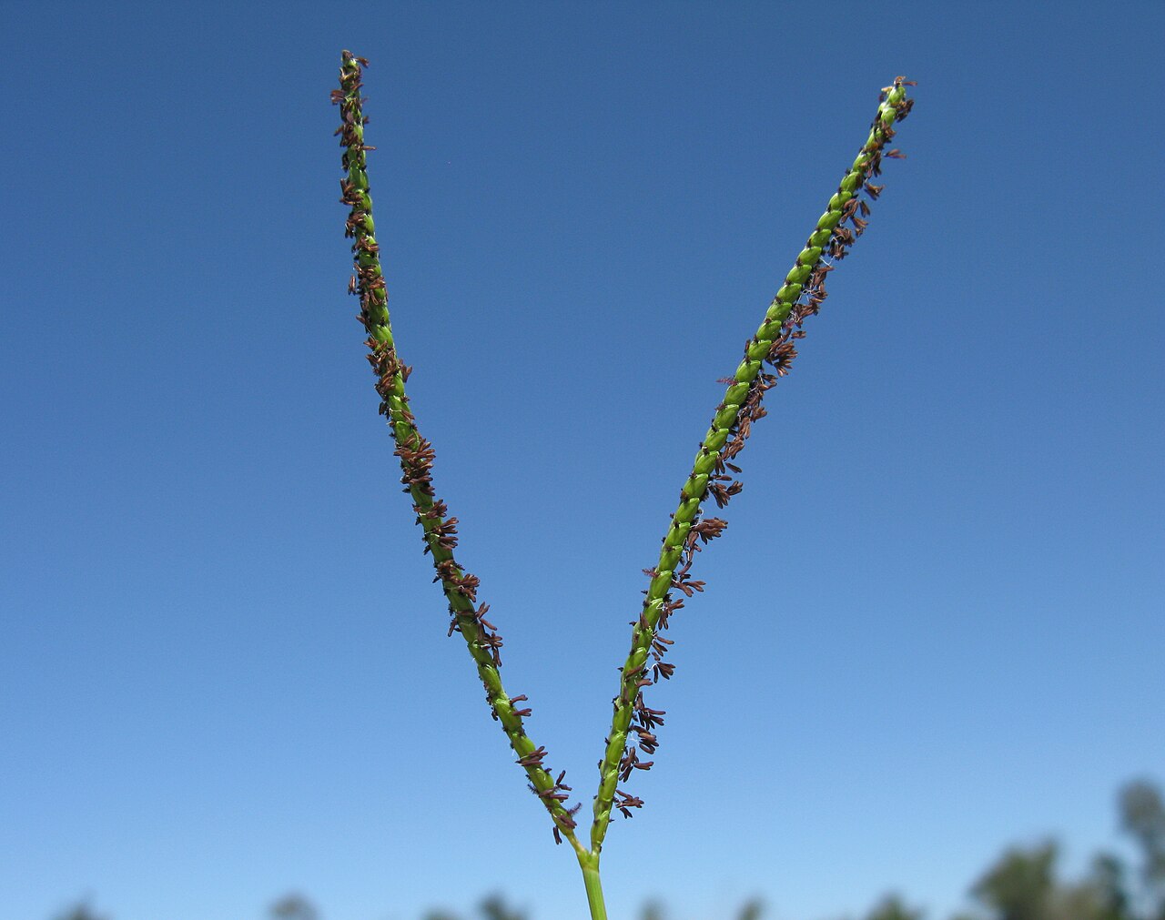 Bahiagrass (Paspalum notatum) seedhead, two spikes forming a V on a tall stalk