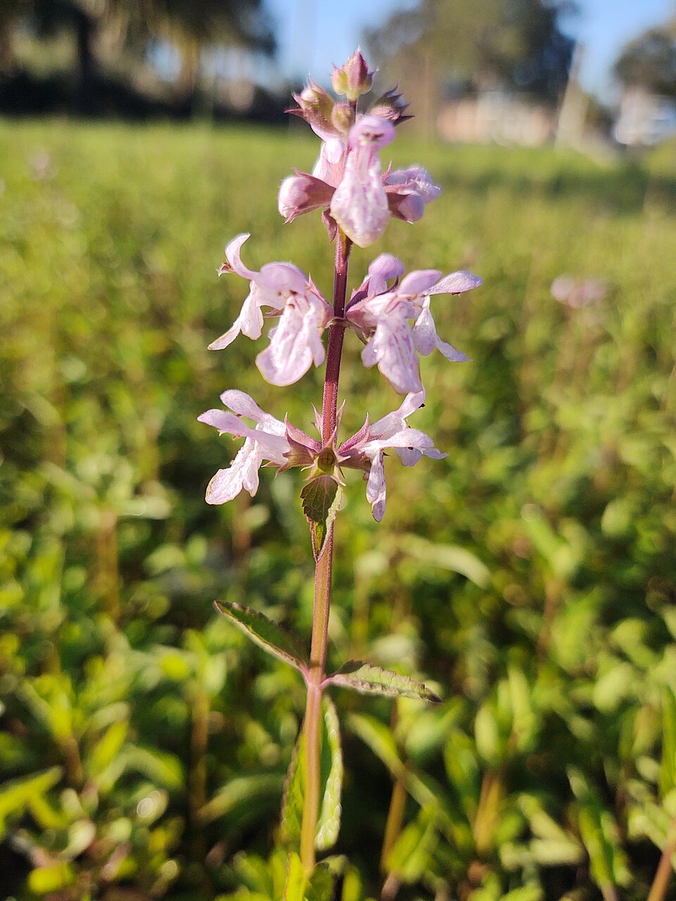 Florida Betony (Stachys floridana)