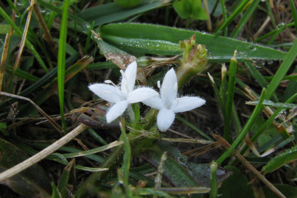 Virginia buttonweed (Diodia virginiana), white four-pointed star flowers at the leaf joints, growing down in turf