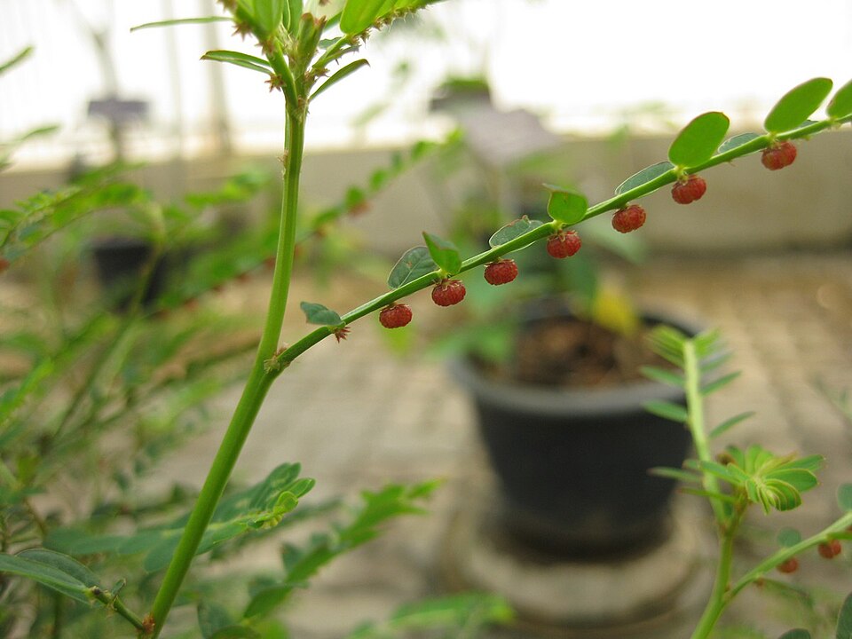 Chamberbitter (Phyllanthus urinaria)