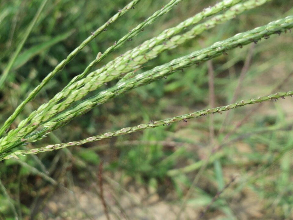 Crabgrass (Digitaria sanguinalis)