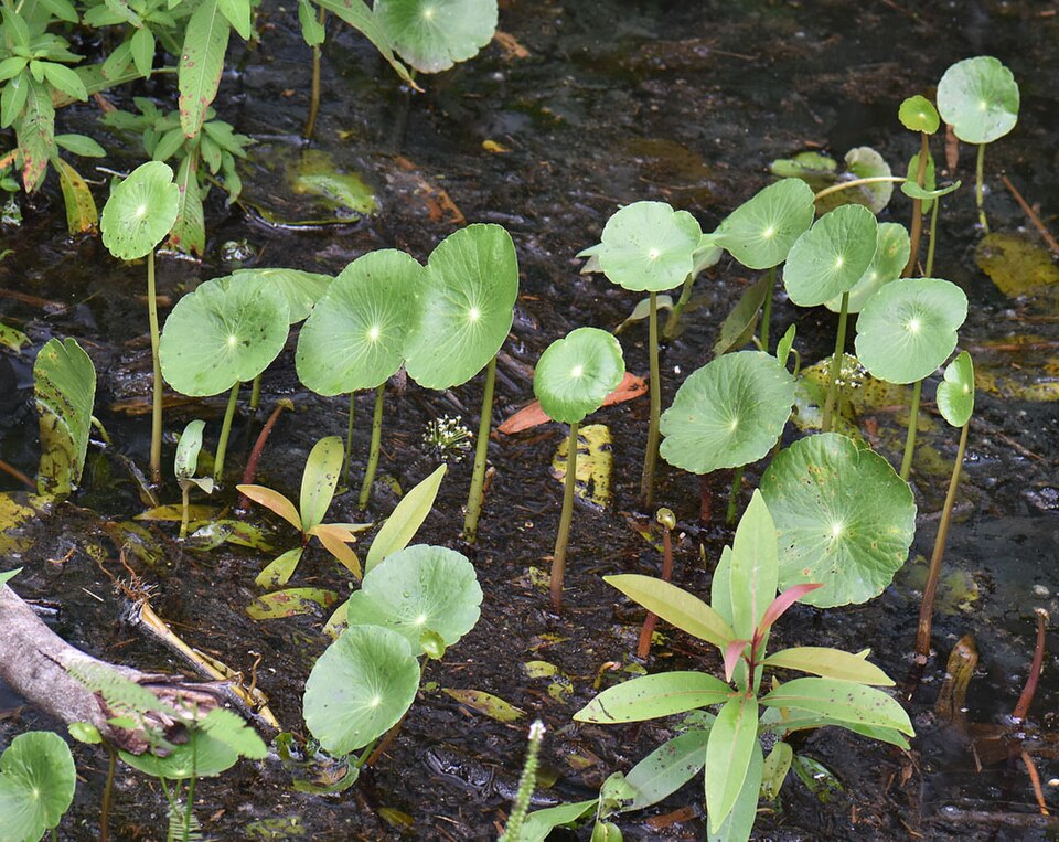 Dollarweed (Hydrocotyle umbellata), round coin-shaped leaves with the stem attached at the center
