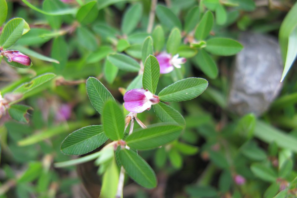 Common lespedeza (Kummerowia striata), three oblong leaflets with parallel veins and a small pink-purple pea flower