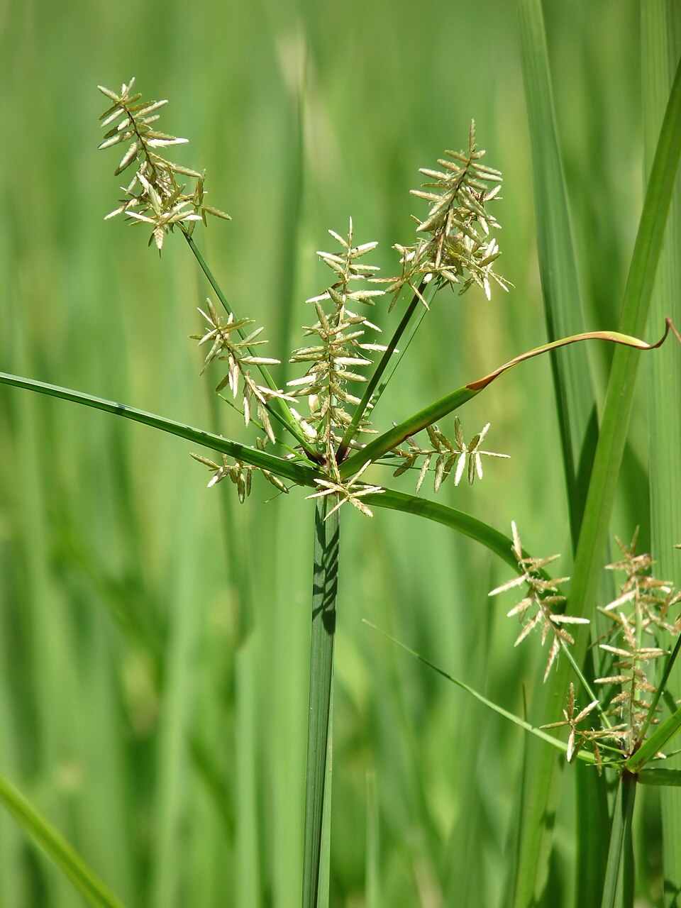 Nutsedge (Cyperus rotundus)
