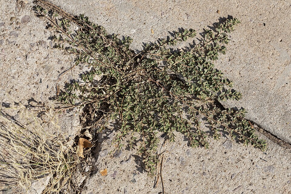 Spotted spurge (Euphorbia maculata), a flat mat of paired leaves on reddish stems